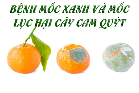 Bệnh mốc xanh và mốc lục hại cây cam quýt